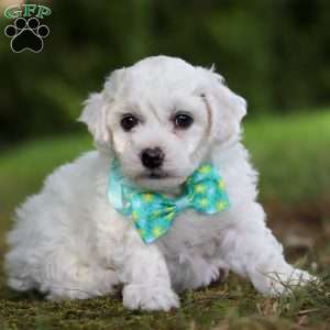 Russel, Bichon Frise Puppy